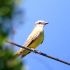Tropical-Kingbird